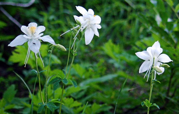 scattered columbines